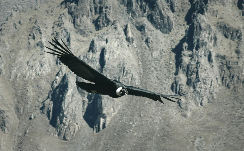FULL DAY TOUR OF COLCA CANYON