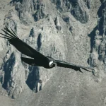 Full Day Tour of Colca Canyon, colca canyon, cañon del colca en arequipa