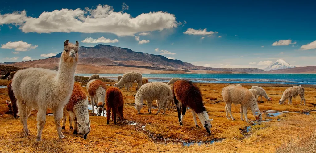 SUN ROUTE FROM CUSCO TO PUNO