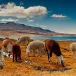 Sun Route from Cusco to Puno Tour-Full Day Tour in Peru, Tour Ruta del Sol de Cusco a Puno, Tour Ruta del Sol de Cusco a Puno