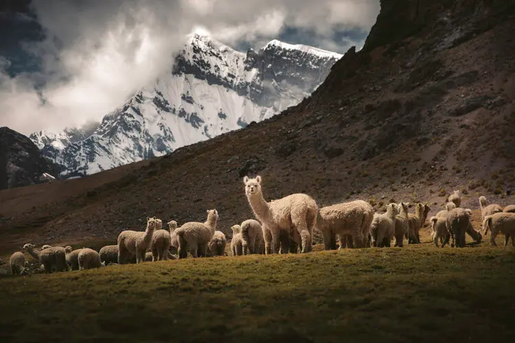 Exploring the Andes and Coastal Peru Tour Ruta del Sol de Cusco a Puno