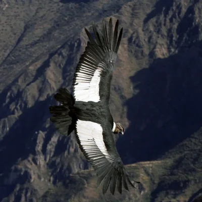 Tour of Colca Canyon