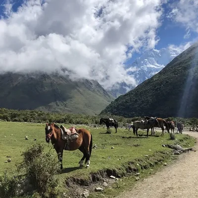 Lagoon Humantay horses